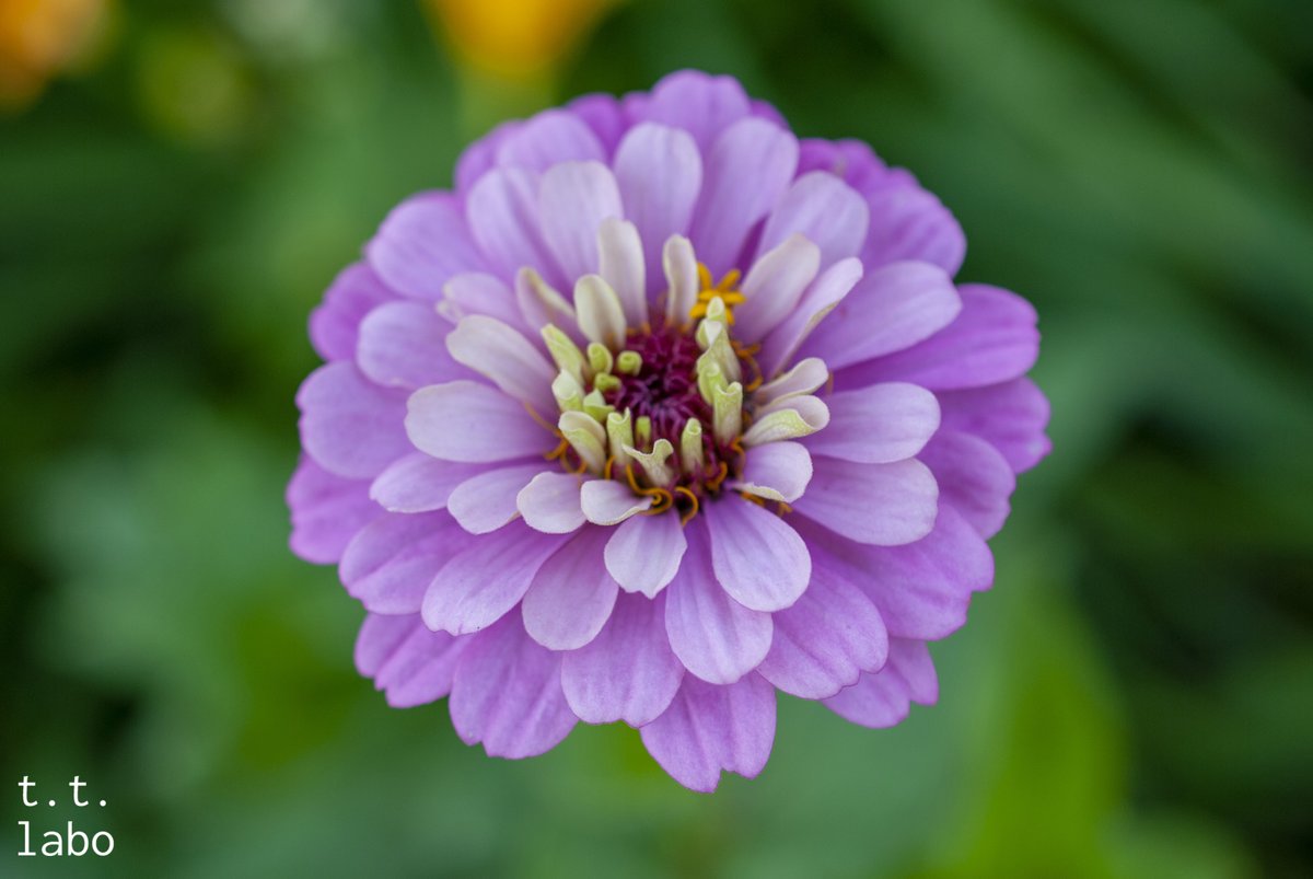 Zinnia

#ファインダー越しの私の世界ᅠ  
#カメラ好きな人と繋がりたい
#私とニコンで見た世界 #NikonD3000