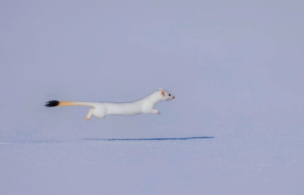 altanargamj's tweet image. The winner - the long-tailed weasel at full stretch... Amateur Photographer of the Year #APOY... 

Steve Santel USA, Canon EOS R5, 600mm, 1/4000sec at f/4.5, ISO 125