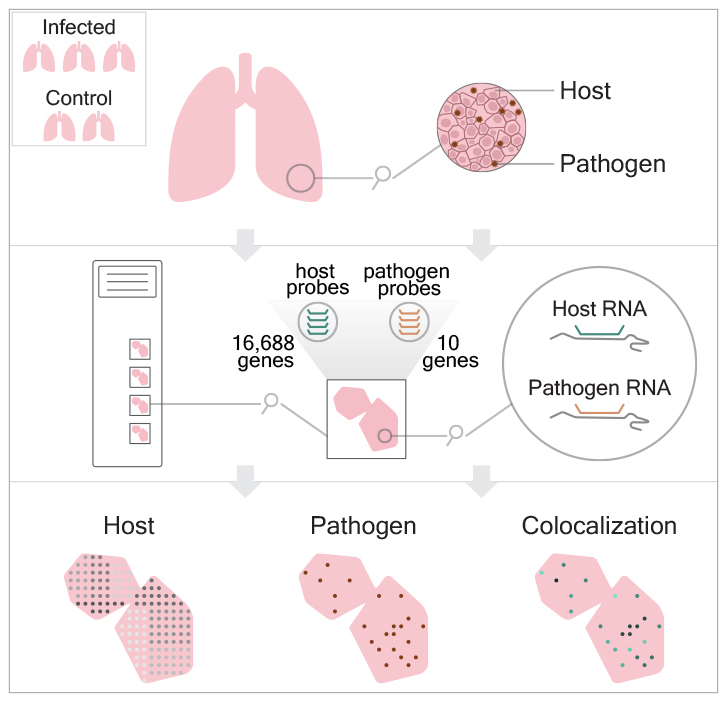 Stefania Giacomello (@giacomello_lab) on Twitter photo 🤩 Our work on “dual Spatial Transcriptomics” is out in <a href="/GenomeBiology/">Genome Biology</a>! Do you need to know how a #pathogen influences the host spatial gene expression? We extracted that information using human and viral whole transcriptome probes on FFPE tissue sections
genomebiology.biomedcentral.com/articles/10.11… 🤩 Our work on “dual Spatial Transcriptomics” is out in <a href="/GenomeBiology/">Genome Biology</a>! Do you need to know how a #pathogen influences the host spatial gene expression? We extracted that information using human and viral whole transcriptome probes on FFPE tissue sections
genomebiology.biomedcentral.com/articles/10.11…