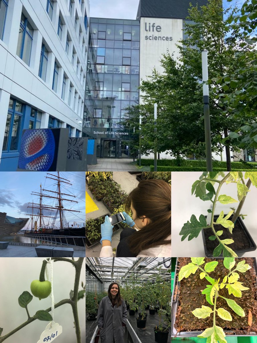 Claudia Martinho cssmartinho.bsky.social (@css_martinho) on Twitter photo 🧵Amazing news: as of April 2024 I'll be joining <a href="/dundeeuni/">University of Dundee</a> as a lecturer. I am thrilled about this wonderful opportunity to establish a lab in crop epigenetics 🌱🍅🍓 at the James Hutton Institute <a href="/JamesHuttonInst/">James Hutton Institute</a> (Plant Science Division) & join the talented D'Arcy Thomson Unit. 🧵Amazing news: as of April 2024 I'll be joining <a href="/dundeeuni/">University of Dundee</a> as a lecturer. I am thrilled about this wonderful opportunity to establish a lab in crop epigenetics 🌱🍅🍓 at the James Hutton Institute <a href="/JamesHuttonInst/">James Hutton Institute</a> (Plant Science Division) & join the talented D'Arcy Thomson Unit.