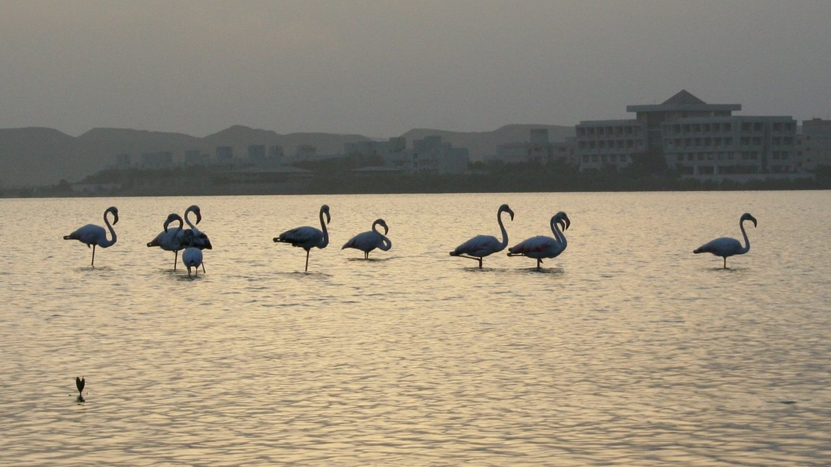 #Flamingos @ #Eritrea|n Red Sea.