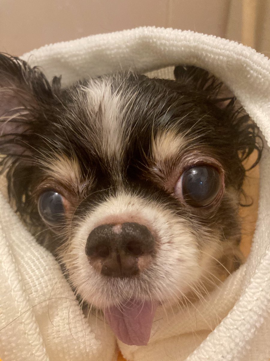 Rdith1010's tweet photo. うちの子3歳記念日🎉✨

#Adoptaversary
#保護犬
#繁殖犬 https://t.co/9FNFHIcXrW