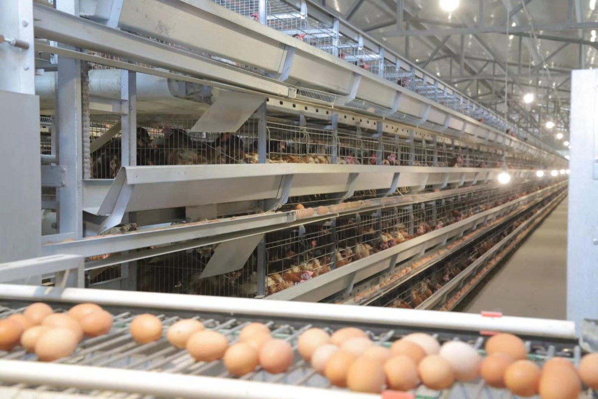 LiviCage's tweet photo. Battery cages represent a technology-oriented approach to chicken farming that allows for a more efficient and economically viable operation.
#chickenraising #batterycage #agriculture #breeding #farmmanagement #chickenfarm #chickenfarming #chickens https://t.co/recEAuZjpo