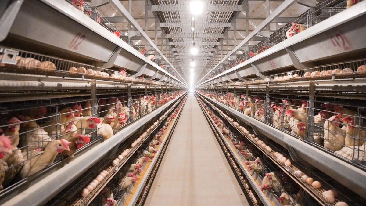 LiviCage's tweet photo. Battery cages represent a technology-oriented approach to chicken farming that allows for a more efficient and economically viable operation.
#chickenraising #batterycage #agriculture #breeding #farmmanagement #chickenfarm #chickenfarming #chickens https://t.co/recEAuZjpo