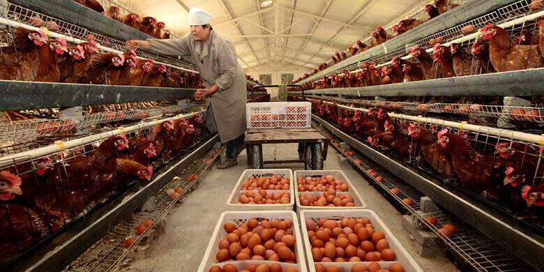 LiviCage's tweet photo. Battery cages represent a technology-oriented approach to chicken farming that allows for a more efficient and economically viable operation.
#chickenraising #batterycage #agriculture #breeding #farmmanagement #chickenfarm #chickenfarming #chickens https://t.co/recEAuZjpo