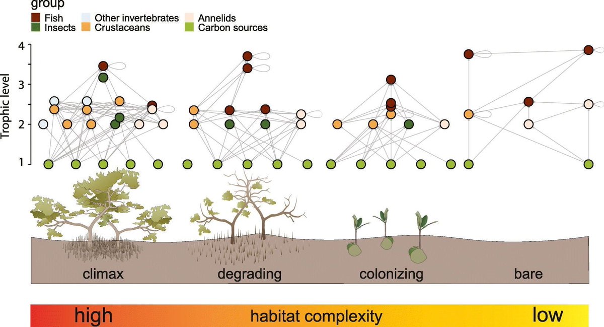 Unlocking mangrove secrets! 🌿 🌿 In a study led by #DrJanneNauta, we studied #surinam #mangrove forests-food webs at various stages: climax &gt; degrading &gt; colonizing &gt; bare. See post below for link to paper. Here's what we found: