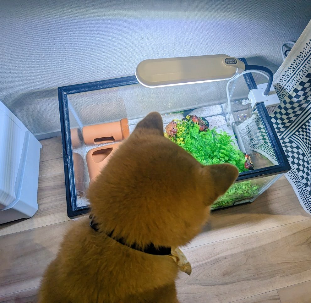 SteveFugudis's tweet photo. 本日のカニの観察 https://t.co/20SkGidPfM