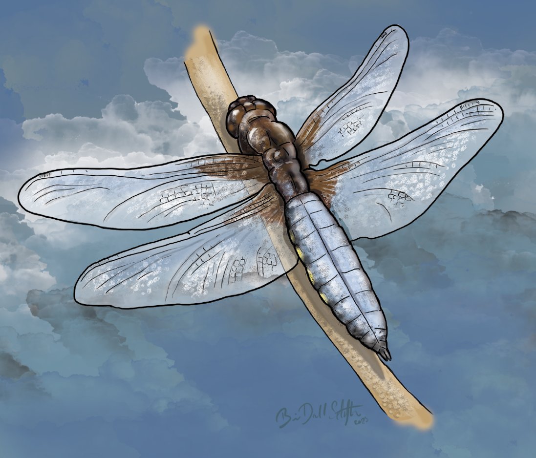 Blå libel (Libellula depressa) han

The Broad-Bodied Chaser male

Contact: explainways.com 

#blålibel #broabodiedchaser #guldsmede #dragonflies #odonata #insekt #insect #naturillustration #natureart #wildlifeart #drawing #painting