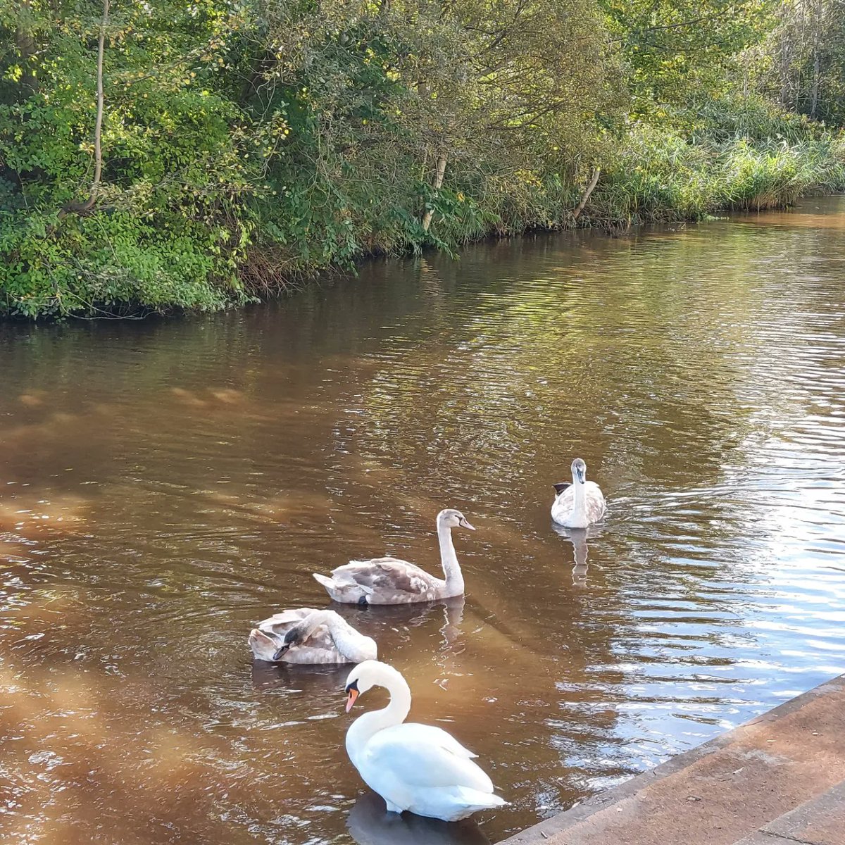 Bryanandco1's tweet photo. Tees Barrage and Portrack Marsh are lovely for a walk.  The Marsh is a beautiful place with the iconic Newport and Tees Barrage Bridges in the background.  
#bryanandcosolicitors #martonincleveland #stewartpark https://t.co/O1D6ccB8MG