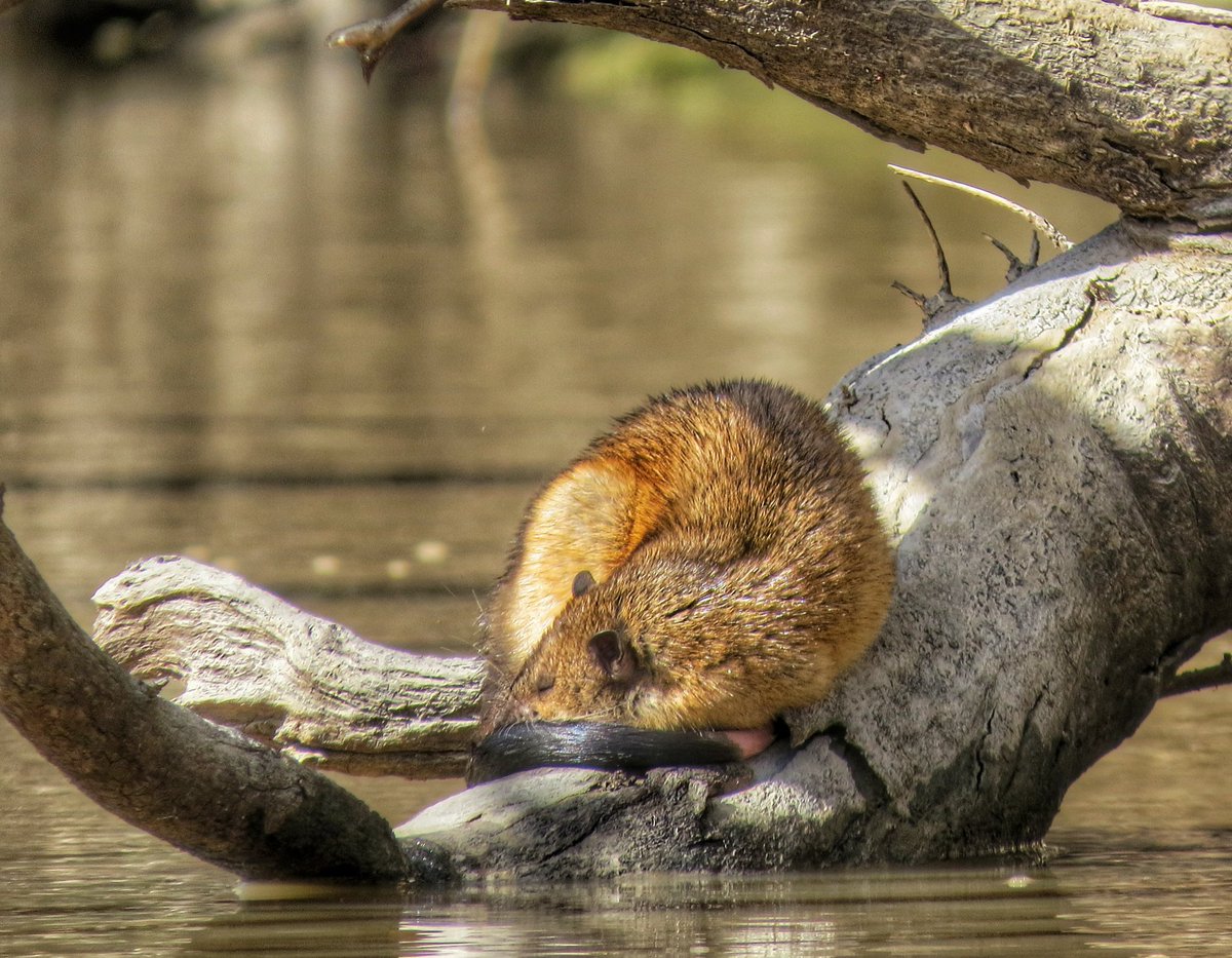 Adventu4Outback's tweet photo. Going through images on my laptop, I came across these beautiful water rats . These critters were in a boom cycle, due to a flooding river. My fave is the sleeping one, having a kayak has it's advantages 😊
#rat #wildlife #nature #MyPhoto #NaturePhotography #waterrat https://t.co/a8nQRsTtwF