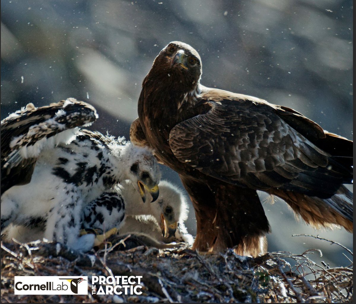 #AmericasArctic is the breeding ground for hundreds of species of #birds from across the planet. Add your name to public comments to call for durable protections to #ProtectTheArctic! Take action (it's fast/easy): protectthearctic.org/cornell-lab. Get more info: protectthearctic.org.