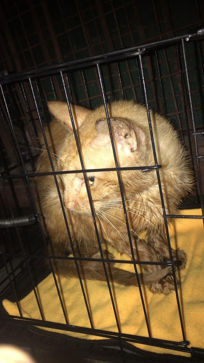 hello po. si garfield po ay nirescue namin dahil inabandon na ng owner nya. buto’t balat namin syang nakita at sobrang gutom. may sugat sa bibig dahil pinagtripan pa ng mga tao.

pls help us raise funds for his vetbills.
Gcash: 09097523954 - Nicole C.