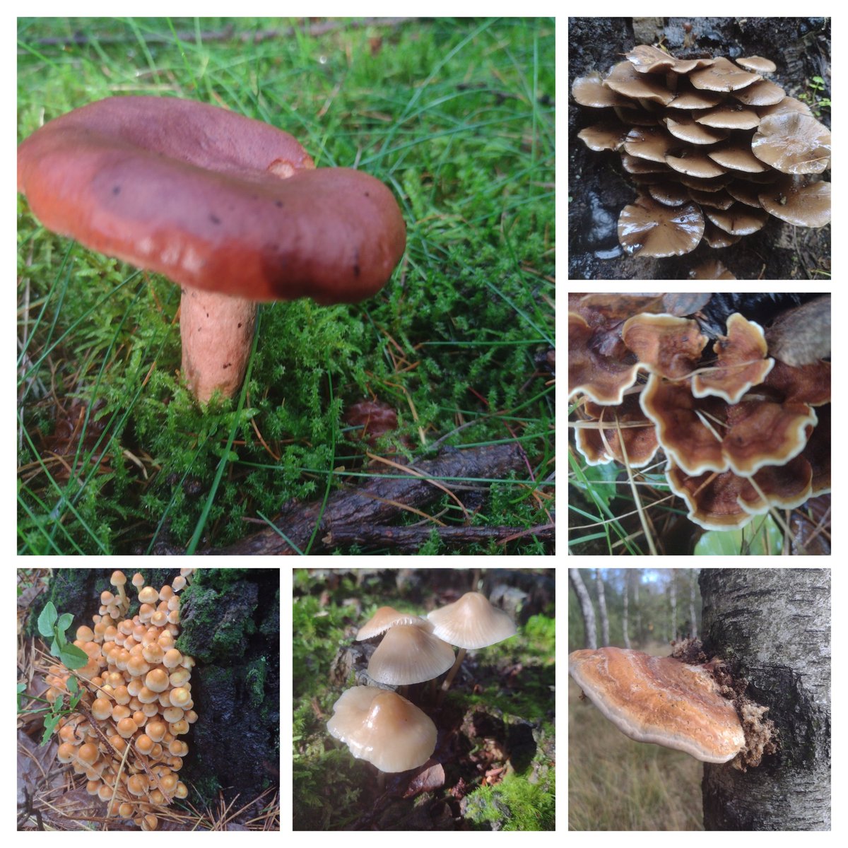 Verzameling paddenstoelen op de Utrechtse Heuvelrug #herfst  #wandelen