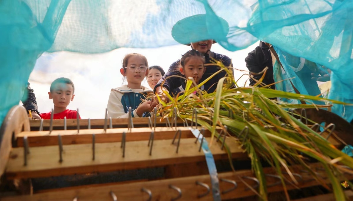 The 2023 Xiangshan Rice Harvest Festival kicked off in #Ningbo’s Xiangshan county on Oct 21, marking the start of a bountiful harvest season. 🌾 Both farmers and visitors have been basking in the joyful atmosphere through various activities amidst paddy fields. #AutumninNingbo