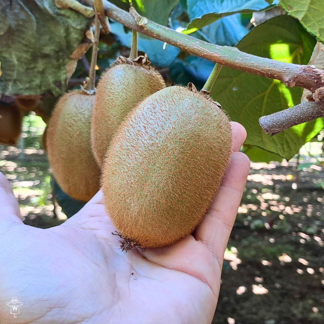 Wikifarmer Official tweet media