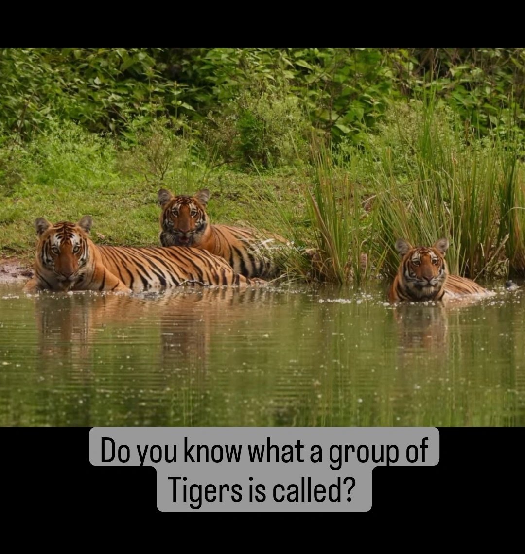 Do you know what a group of tigers is called? Stay tuned for the answer later in the day. 📸 SN CreativeWings #junglelodgesjlr #tiger #tigers #wildlife #kingssanctuary #karnatakatourism #amritmahotsav #travel #resort #jungleresort #weekendgetaway