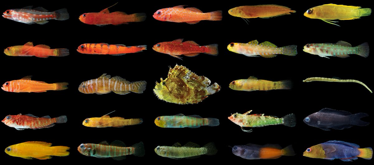 New PhD opportunity studying cryptobenthic reef fishes, funded through the INSPIRE DTP @unisouthampton with cosupervision at @NHM_London - looking for an excellent student to work on the distribution and functions of the tiniest fish in the sea! findaphd.com/phds/project/c…