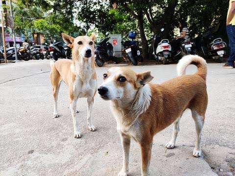 1/2 #fakenews #stopspreadinglies #doglivesarenotajoke #MediaBias Some facts b4 everyone jumps to spread hatred on dogs again:
1. Parag Desai was not news on pct 15th when he fell but is news today.
2. Not a single article that day from corporation but big news today.
Why???