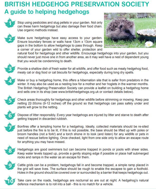 Today, we're reminding you to keep #hedgehogs in mind for the week ahead - there's loads you can do to help our spiky friends! From adding #wildlife-friendly features to your garden to spreading the word in your neighbourhood! 🦔 buff.ly/3S1upQh #MondayMotivation