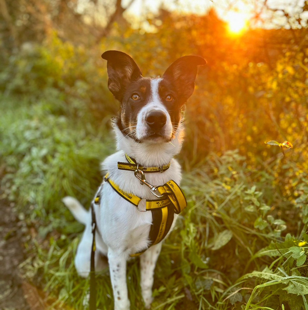 DT_Ballymena's tweet photo. 🐾🍁Autumn Walkies🍁🐾
How handsome did Ross look on his walkies this weekend?! 💛 We hope you and your pooches managed to get out for an autumnal adventure too 🥰🍂🎃
@dogstrust
#ADogIsForLife #AdoptDontShop #WeekendWalkies https://t.co/SWSk4r7XM6