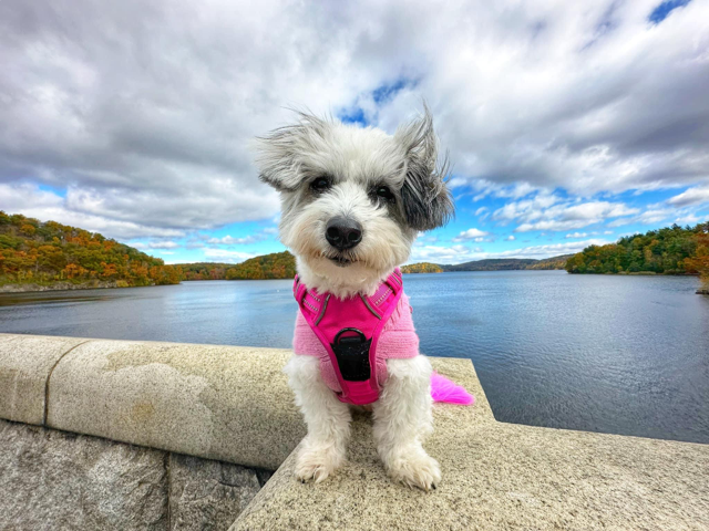 Montefiore Einstein Department of Medicine (@einsteindeptmed) on Twitter photo Yesterday's fall hike to the Croton Dam, organized by the DOM's well-being team, didn't disappoint. At 200 ft. high dam, it is the 3rd largest handhewn structure in the world, trailing the Great Pyramid of Giza & Great Wall of China. <a href="/MontefioreID/">Montefiore & Einstein ID</a> <a href="/MontefioreGeri/">Montefiore Geriatrics</a> <a href="/MontefioreRheum/">Montefiore Rheumatology</a> Yesterday's fall hike to the Croton Dam, organized by the DOM's well-being team, didn't disappoint. At 200 ft. high dam, it is the 3rd largest handhewn structure in the world, trailing the Great Pyramid of Giza & Great Wall of China. <a href="/MontefioreID/">Montefiore & Einstein ID</a> <a href="/MontefioreGeri/">Montefiore Geriatrics</a> <a href="/MontefioreRheum/">Montefiore Rheumatology</a>