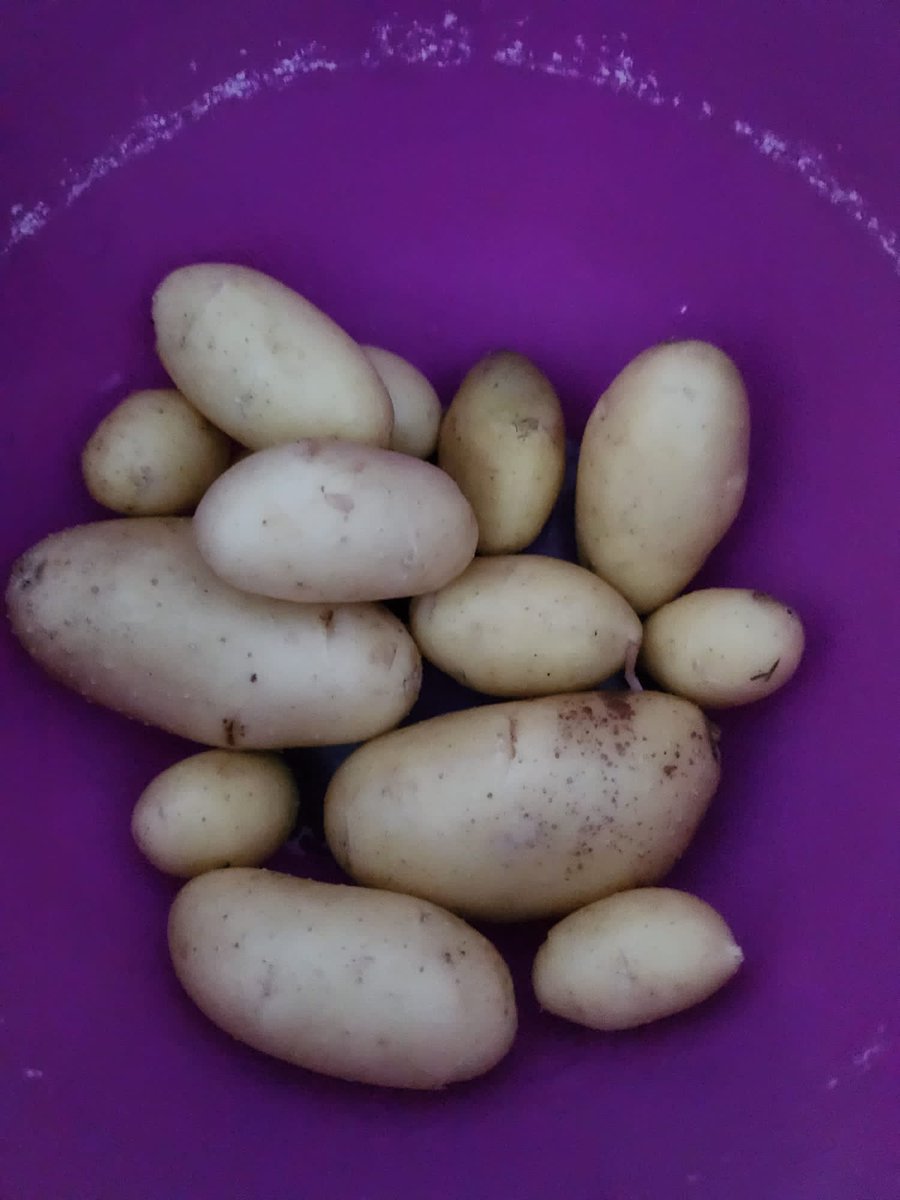 These beautiful potatoes were harvested this weekend from one of our free #GrowYourOwn kits were given out to #Swansea residents in the summer.

"It was a great project to help teach my children how food grows!" - Great feedback! 

#HereForSwansea
#BwydAbertawe
#FoodSecurity