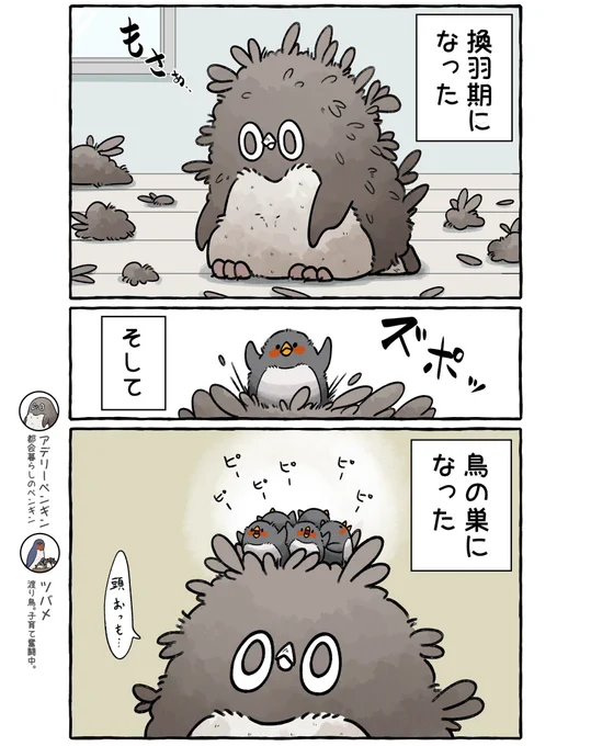 鳥の巣になったお話。(1/2)
#虚無かわいいアデリーペンギン 