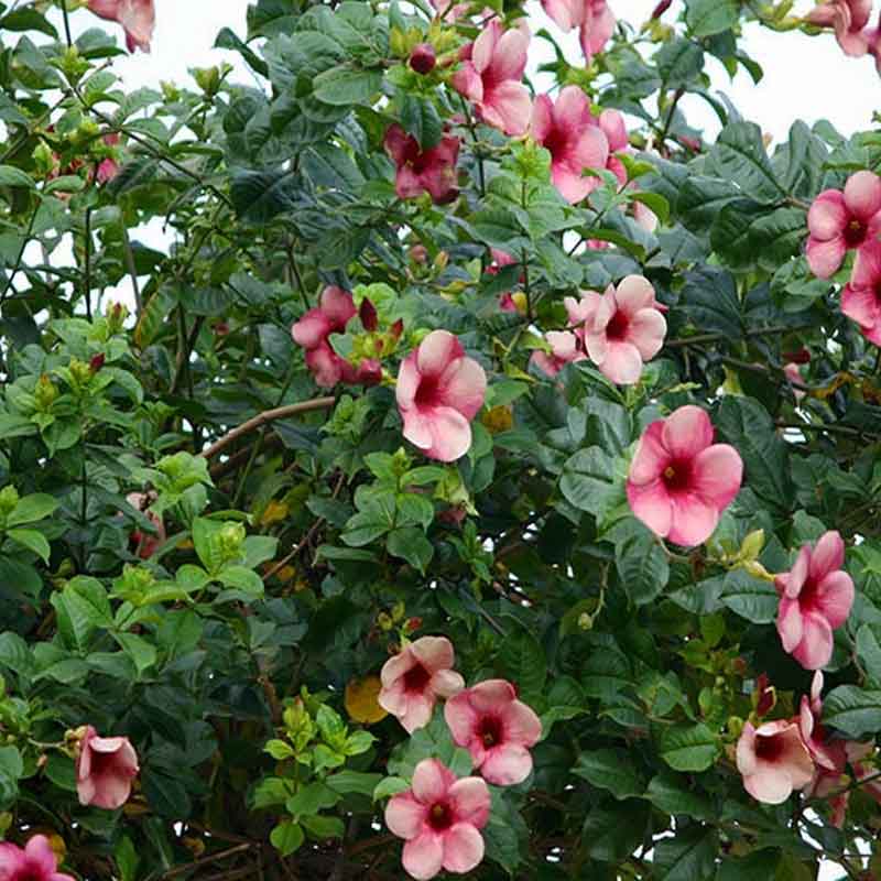 moraismario61's tweet image. Sete-patacas-roxa (viúva alegre)
(Allamanda blanchetii) #Brasil
#FlowersOfTwitter #Caatinga