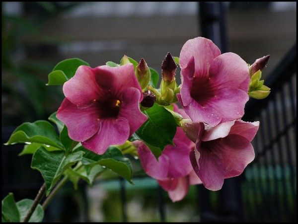 moraismario61's tweet image. Sete-patacas-roxa (viúva alegre)
(Allamanda blanchetii) #Brasil
#FlowersOfTwitter #Caatinga