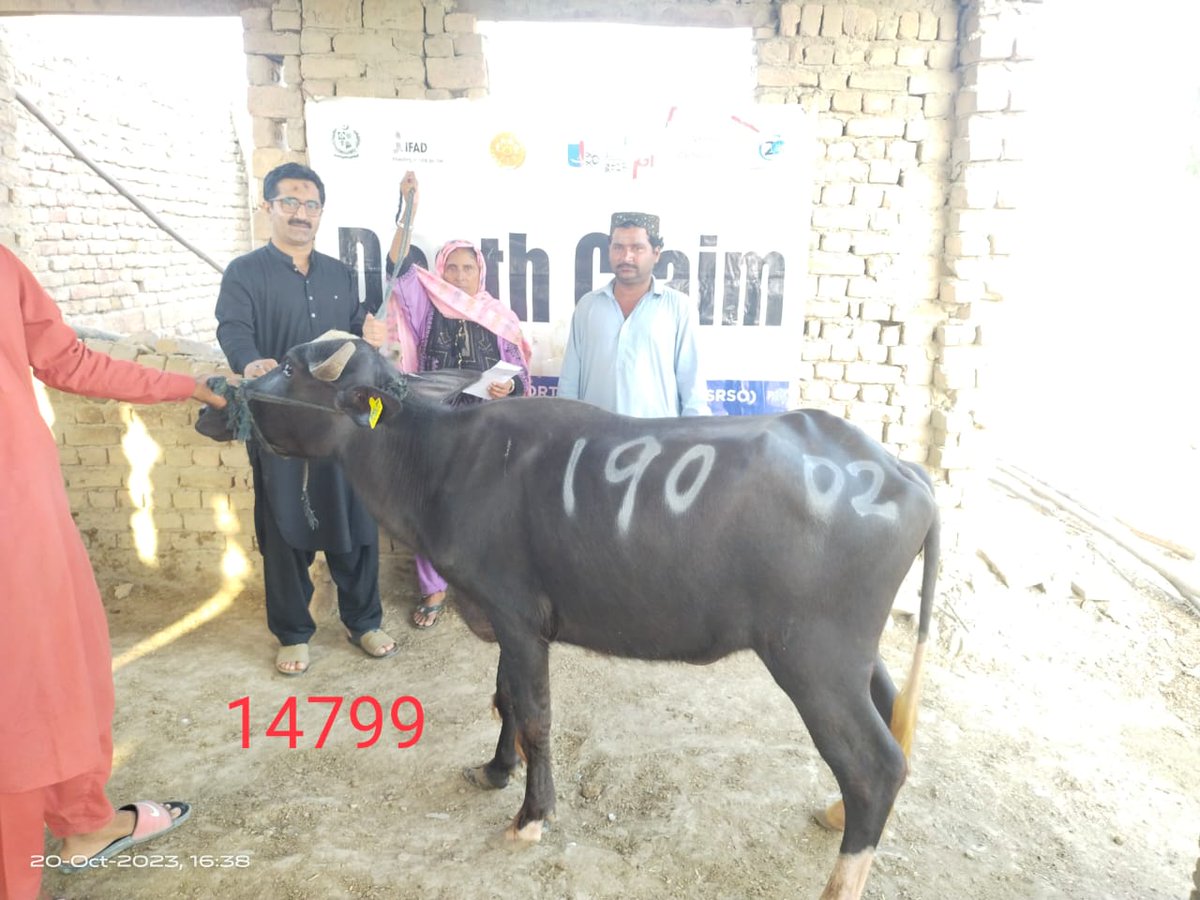 SRSO_Official's tweet photo. The productive assets-livestock wr re-transferred in the replacement of #SRSO's Death Claims Policy to 9 BNFs families under @npgppk-a flagship program of #MoPASS, #GOP &amp; @IFAD by #SRSO. It aimed to secure #livelihood source of #NPGP families from the shock of livestock death. https://t.co/hIbigQoyAC