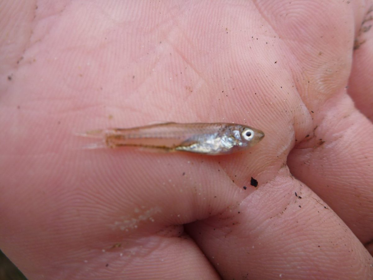 *New paper*  on bass spawning areas after a huge effort led by Harriet Lincoln &amp; @sos_bangor_uni colleagues <a href="/Fisheriesbangor/">Bangor University - Sustainable Fisheries Research</a>. Thx to <a href="/TM_WRT/">Thomas Myerscough</a> 4 tip-off-we caught fry in the N'most estuary (Wyre), helping to build evidence for likely inshore local spawning tinyurl.com/3tndf7hs