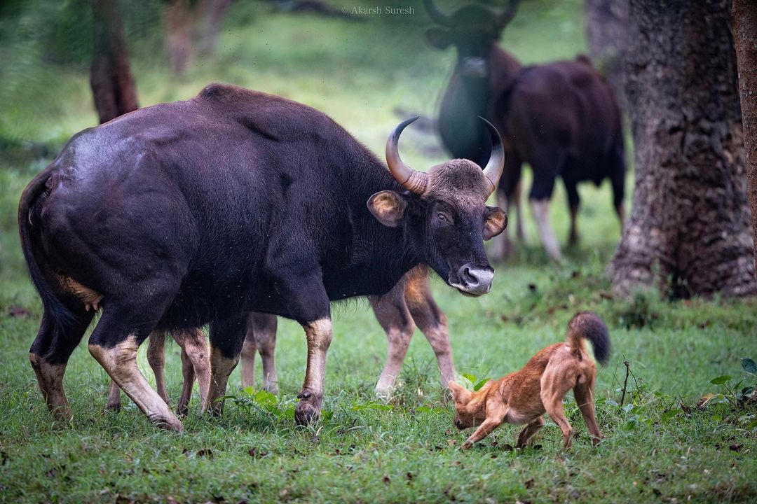 An interesting photo showing a wild dog /dhole trying to hunt gaurs in Kabini. 📸 Akarsh Suresh #junglelodgesJLR #dhole #wilddogs #kabini #jlrexplore #wildlife #nature #wildlifephotography #travel #incredibleindia #amritmahotsav #jungleresort #junglesafari #natgeo #earthcapture