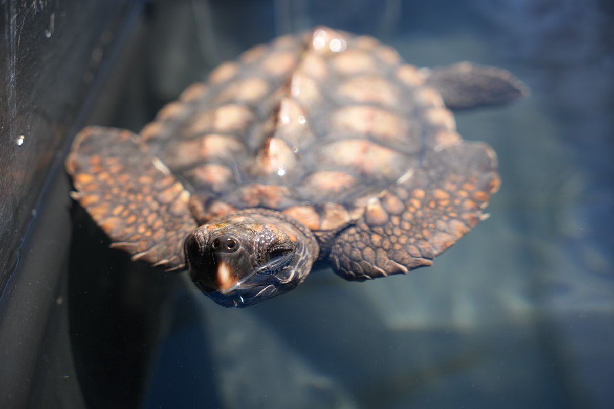 2OceansAquarium's tweet photo. Adopt #52 or #57🐢These turtles were rescued and are at the #TurtleConservationCentre for #rehabilitation🩹Adopters play a role in their journey to #release, get progress updates and an adoption certificate🐢#adoptaturtle: turtlerescue@aquariumfoundation.org.za🩵 #2oceansaquarium https://t.co/0ZANgFEhFB
