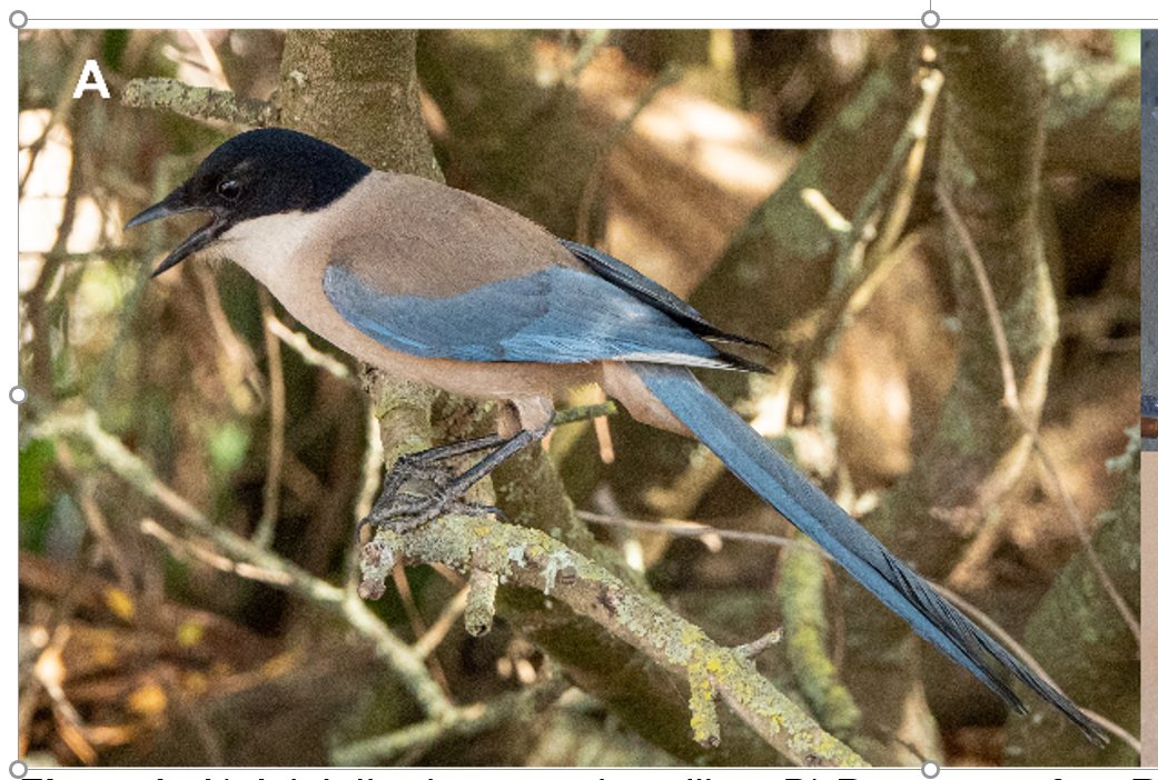Are you interested in doing a PhD with the coolest bird on earth and with the bestest team ever? Please, apply! We are looking for excellent and motivated applicants. Feel free to get in touch with us for more questions.