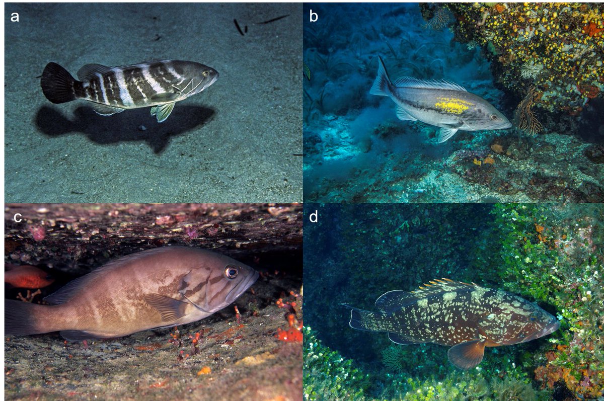 Rachel M. Winter, PhD (@rachelmwinter_) on Twitter photo Great way to start the week! Our paper “Grouping #groupers in the #Mediterranean: Ecological baselines revealed by ancient proteins” is now available #OpenAccess in <a href="/Ecol_Evol/">Ecology and Evolution</a> for your fix of #paleoproteomics, #fish, and #marinehistoricalecology. dx.doi.org/10.1002/ece3.1… Great way to start the week! Our paper “Grouping #groupers in the #Mediterranean: Ecological baselines revealed by ancient proteins” is now available #OpenAccess in <a href="/Ecol_Evol/">Ecology and Evolution</a> for your fix of #paleoproteomics, #fish, and #marinehistoricalecology. dx.doi.org/10.1002/ece3.1…