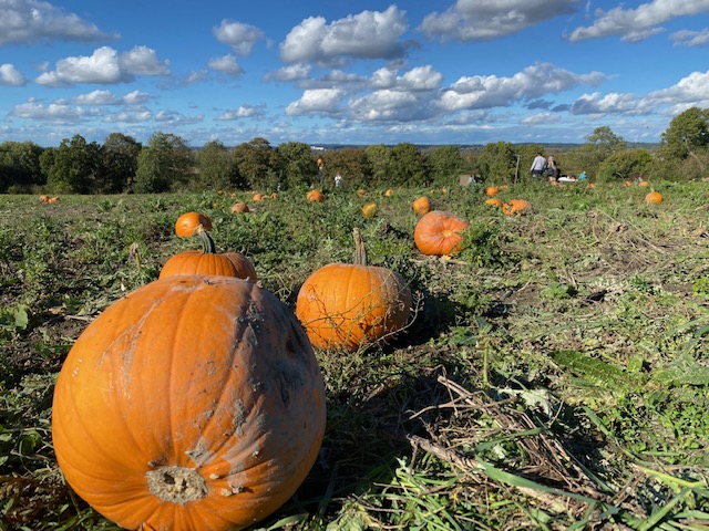 Forget the spook and head to @earth_trust #SouthOxfordshire for a proper Autumnal pumpkin patch.  Homegrown with lots of varieties, there's a sweetcorn maze to complete too.  We had a great time on Sunday
oxfordshire.redkitedays.co.uk/event/earth-tr…
@BBCOxford @SouthOxon @OxTweets