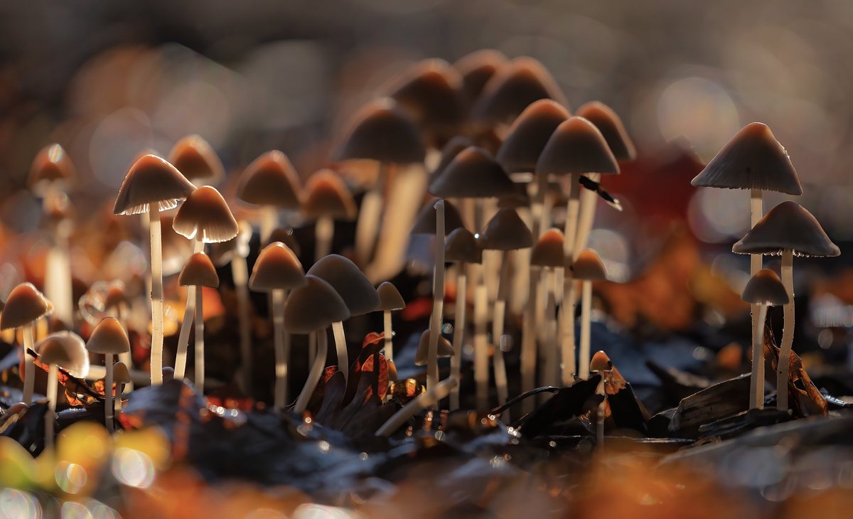 wildlondonpics's tweet photo. Thereβs a fly in my soup - can you spot him? I only noticed when I got home. #sharemondays2023 #fsprintmonday #wexmondays #barnescommon #fungi @barnes_common @MiradorDesign @Jay_B_Photos #wildaboutbarnes https://t.co/VFozQ97swS