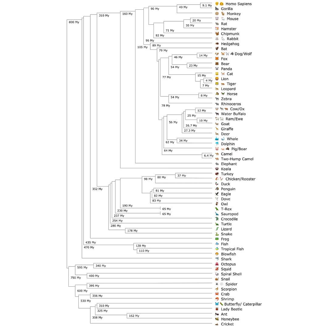 pierrekerner's tweet photo. Je suis obligé de compléter avec un arbre phylomoji des animaux ! #MetazoaRPZ
https://t.co/uJewv0A1IE https://t.co/KgDJjDFERi