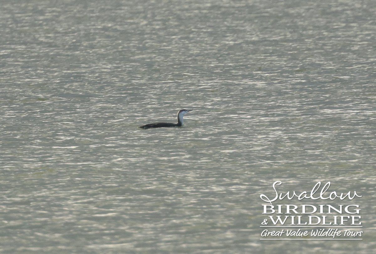 SwallowBirding's tweet photo. OSPREY, COMMON SEAL, RED-THROATED DIVER & SHORT-EARED OWL from our Topsail Charters Thames Barge Trip along the River Blackwater, Essex yesterday. #BirdsSeenIn2023 #topsailcharters #essexbirding https://t.co/XYvNZedOHy
