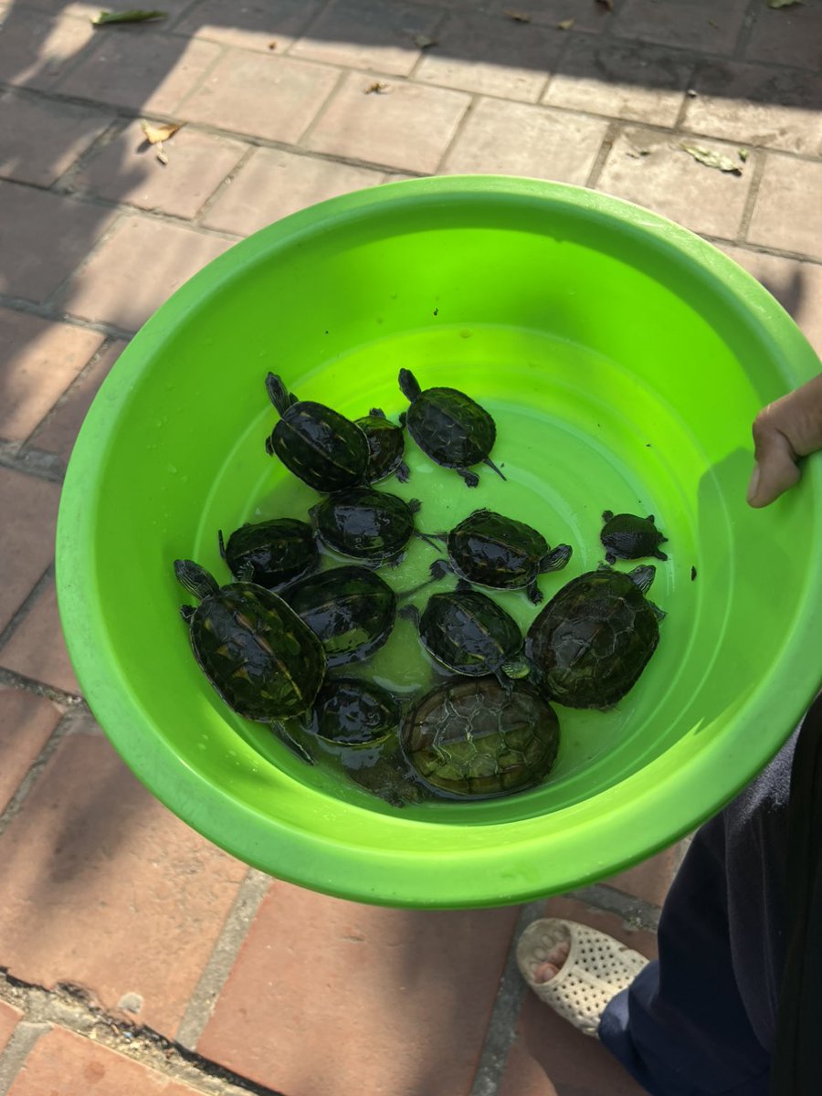 After being informed about the presence of turtles being sold in front of a pagoda in Hanoi, the ENV Wildlife Crime Hotline notified the Hanoi City FPD. They inspected the site, and confiscated 11 Chinese stripe-necked turtles, 1 Chinese pond turtle and 2 soft-shell turtles.