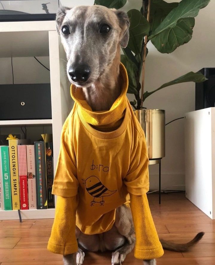 Bird | Stories from prison (@birdpodcast) on Twitter photo This is Dobby, <a href="/HMPPentonville/">HMP Pentonville</a>'s therapy dog who visits the men in healthcare + on the neurodiverse unit. The guys on the ND unit in our latest pod episode spoke about how much they loved Dobby's visits and how much joy he brings! You can listen here: bit.ly/Neurodiversity… This is Dobby, <a href="/HMPPentonville/">HMP Pentonville</a>'s therapy dog who visits the men in healthcare + on the neurodiverse unit. The guys on the ND unit in our latest pod episode spoke about how much they loved Dobby's visits and how much joy he brings! You can listen here: bit.ly/Neurodiversity…