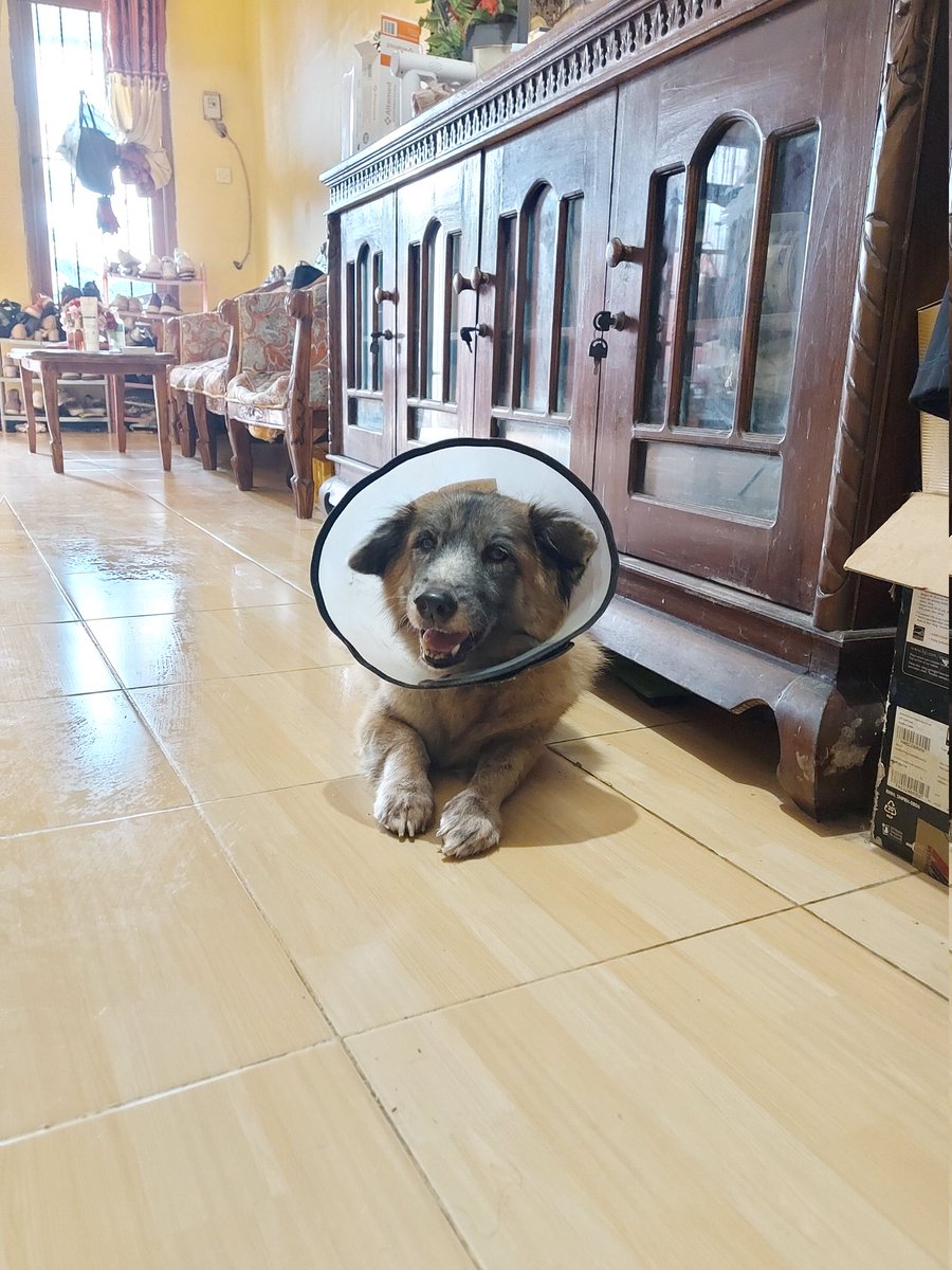 ibethszone's tweet photo. Tiba2 kangen supervisor saya kalo lagi beresin rumah, masak, kerja... Yang kalo saya lagi main, langsung dipelototin suruh kerja. 
(Gambar ini diambil saat gw lagi ngepel dan anjing ini langsung duduk diatasnya sambil terus perhatiin gw) https://t.co/YWBdDFcVBx