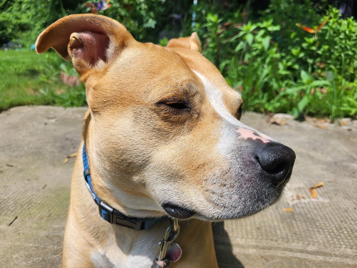 Its_Tina_timeVO's tweet image. Because everyone sent me all their cute pictures, I am now sending you all Buster pictures.