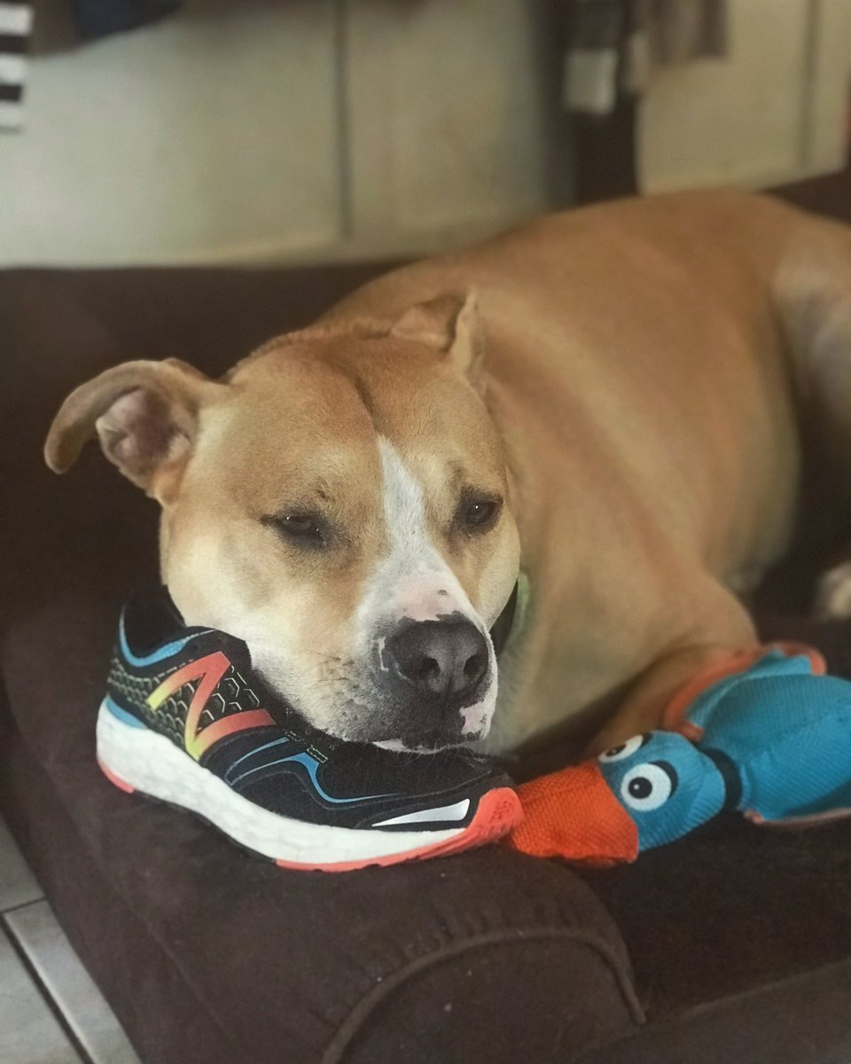 Its_Tina_timeVO's tweet image. Because everyone sent me all their cute pictures, I am now sending you all Buster pictures.