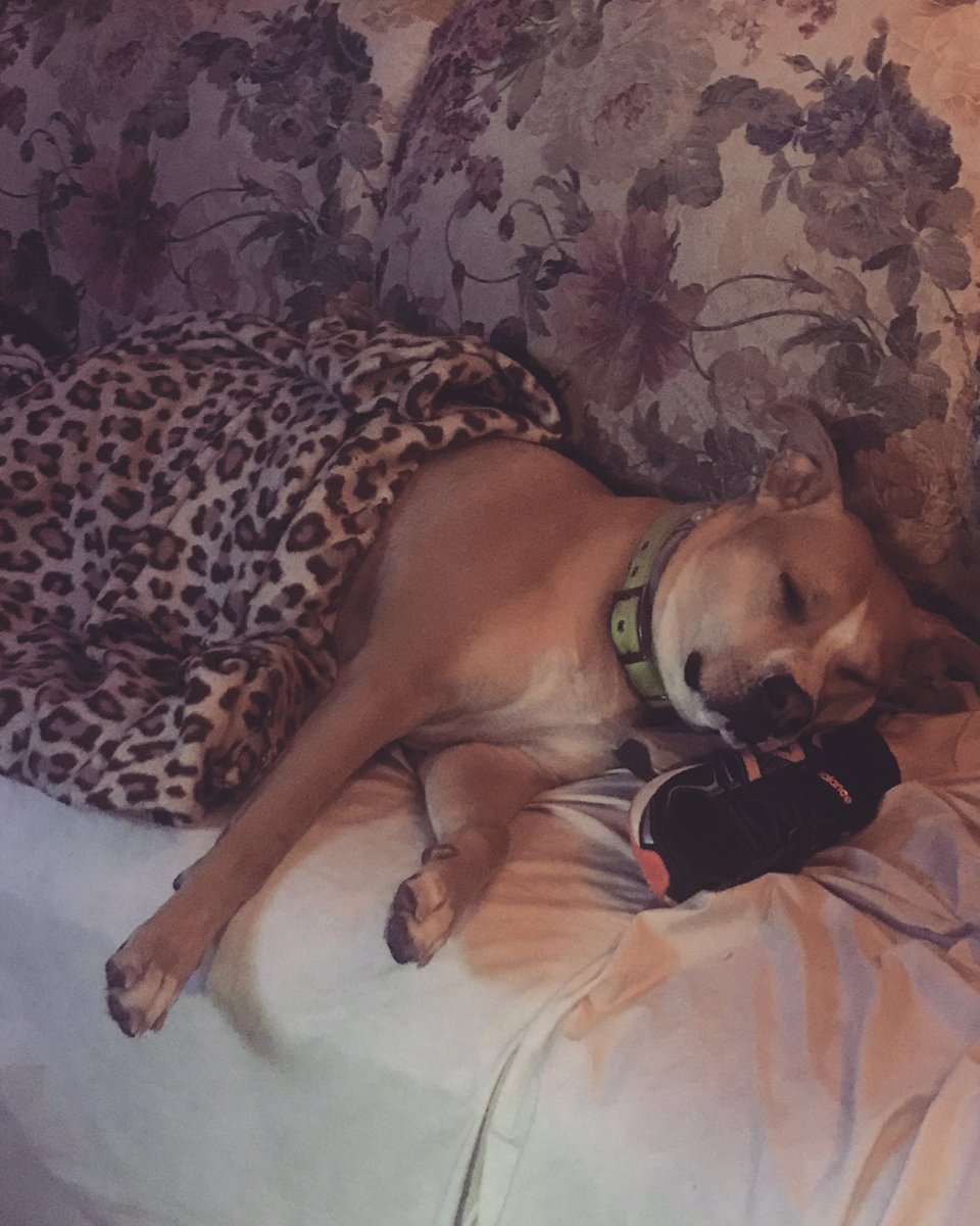 Its_Tina_timeVO's tweet image. Because everyone sent me all their cute pictures, I am now sending you all Buster pictures.