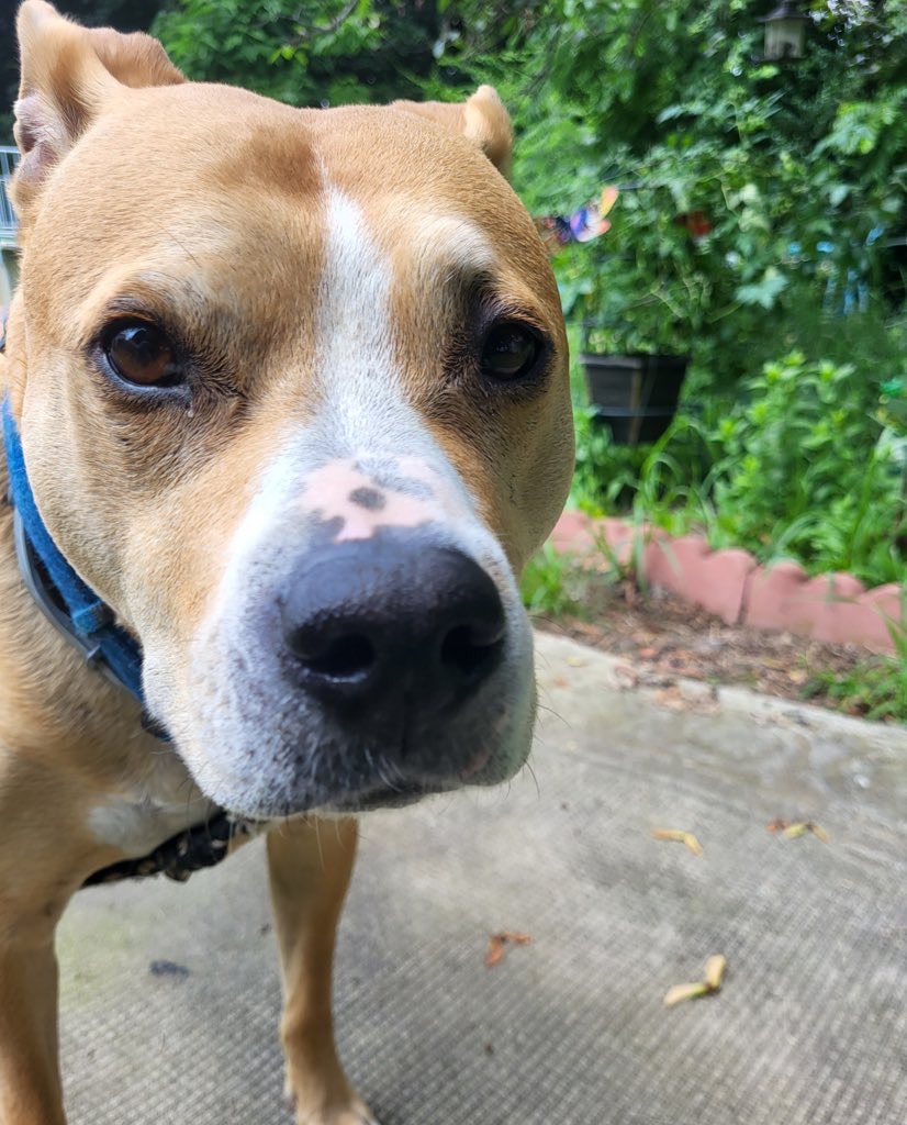 Its_Tina_timeVO's tweet image. Because everyone sent me all their cute pictures, I am now sending you all Buster pictures.