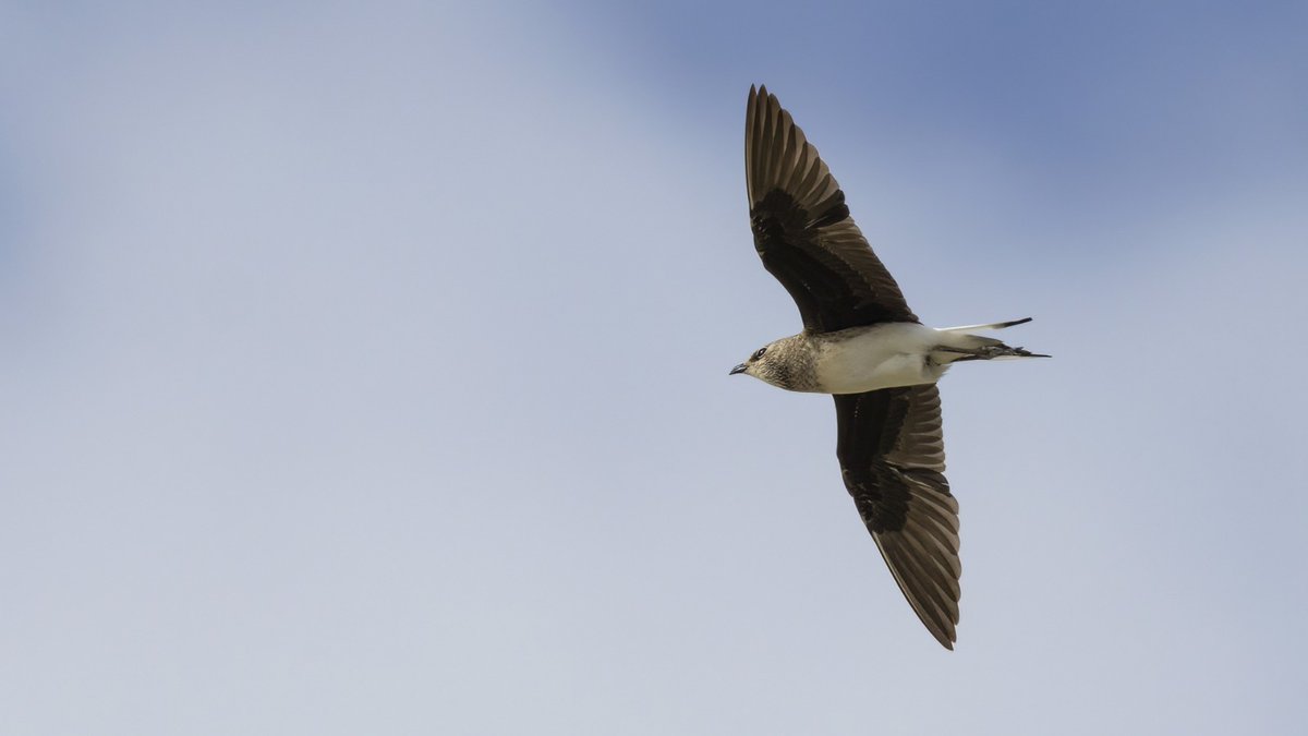 Karakanatlı bataklıkkırlangıcı / Black-winged Pratincole 22.10.2023 Ankara🇹🇷