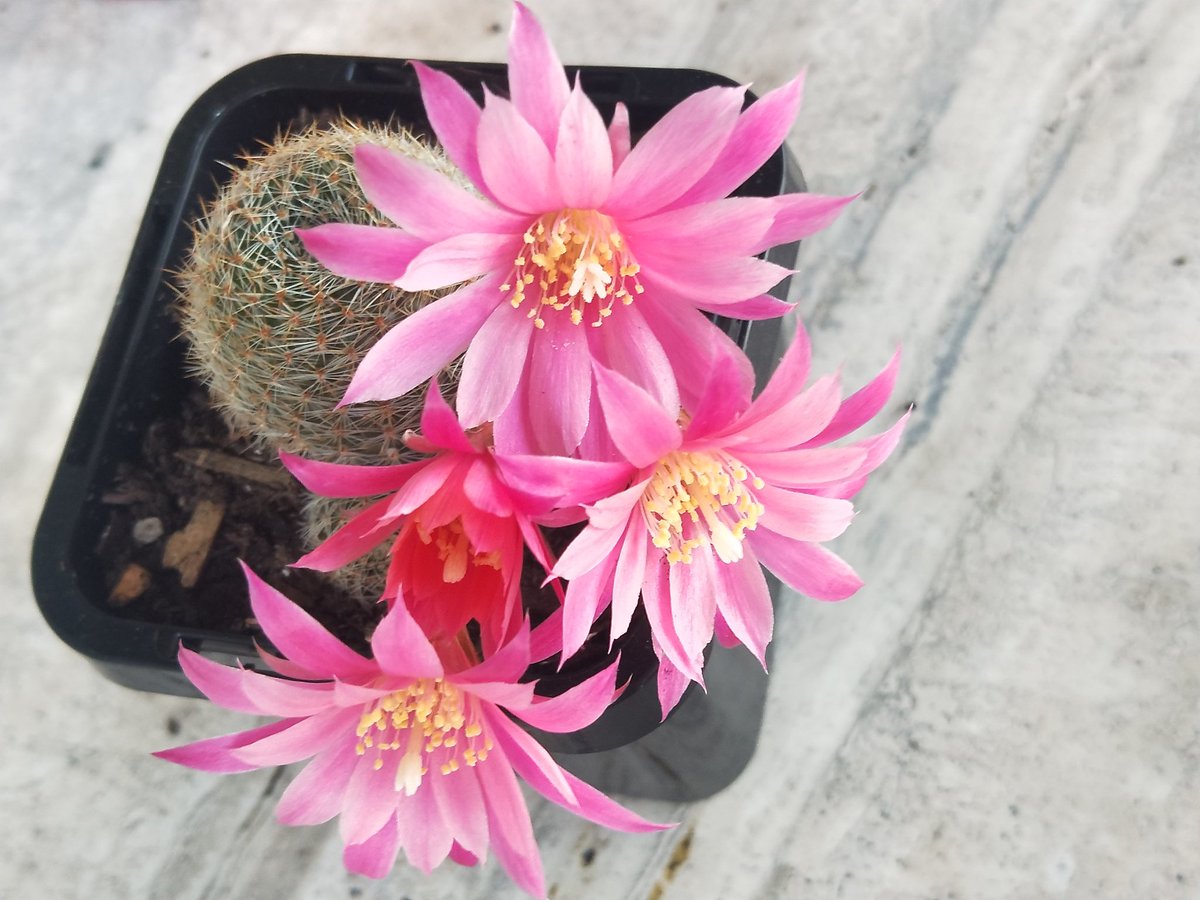 krtcano11's tweet image. Pretty bloom!💚🩷