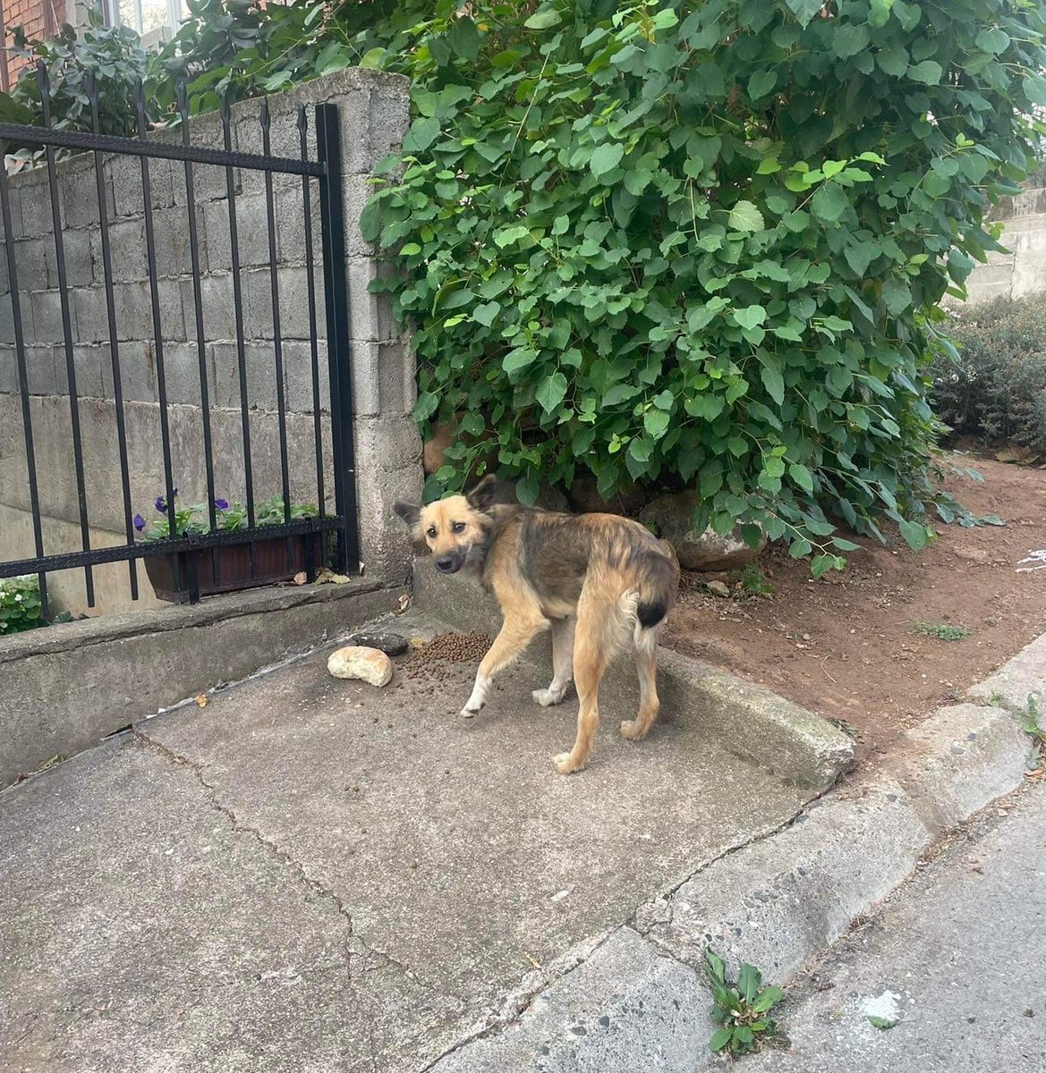 Any chance we can help this young girl with a vaccination and spaying? She comes here every morning for food, same time every day and the last we want is to see her come pregnant one morning. £105 needed for spaying, blood and deworming. 🙏🏻❤️ paypal.me/klarasdogrescue #spayneuter