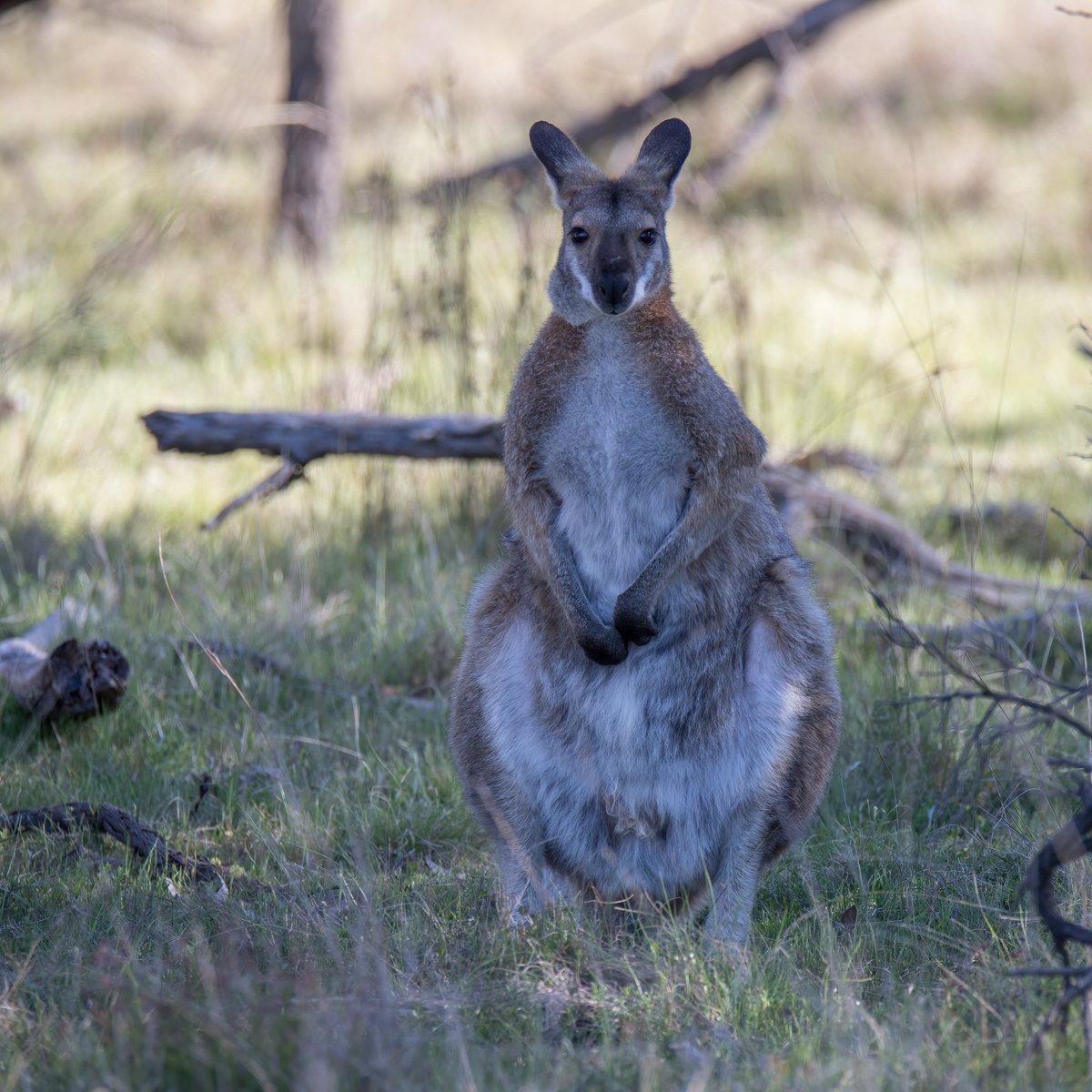 A stroll along one of our favourite local walks in @MulligansFlat this afternoon. It never disappoints ... Airborne Kanga; Grey Fantail; Echidna; Red-necked Wallaby. @GbhvfRon @KMRiethmiller @wapple15 @CraigAllenCBR @TimYowie